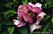 Rockii Peony: LAN HAI XU RI